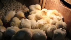 Во Франции запретят убийство цыплят-самцов